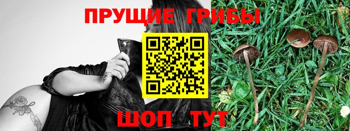 Гай  Псилоцибиновые грибы GOLDEN TEACHER  Вход с VPN 
